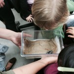 Child Looking at Marbled Salamander